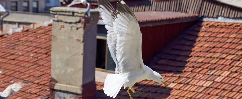 Residential Chimney Animal Removal Solution in La Vergne, TN